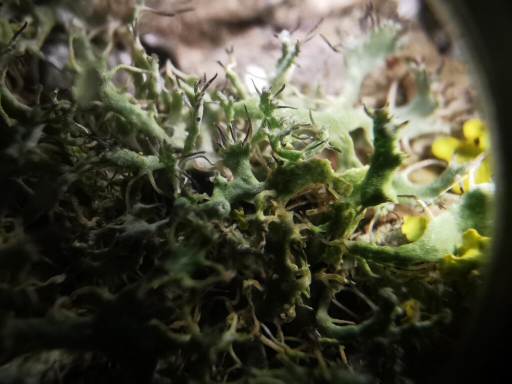 Eagle's claw lichen