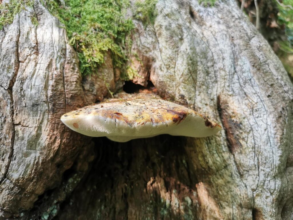 Oak polypore bracket fungus