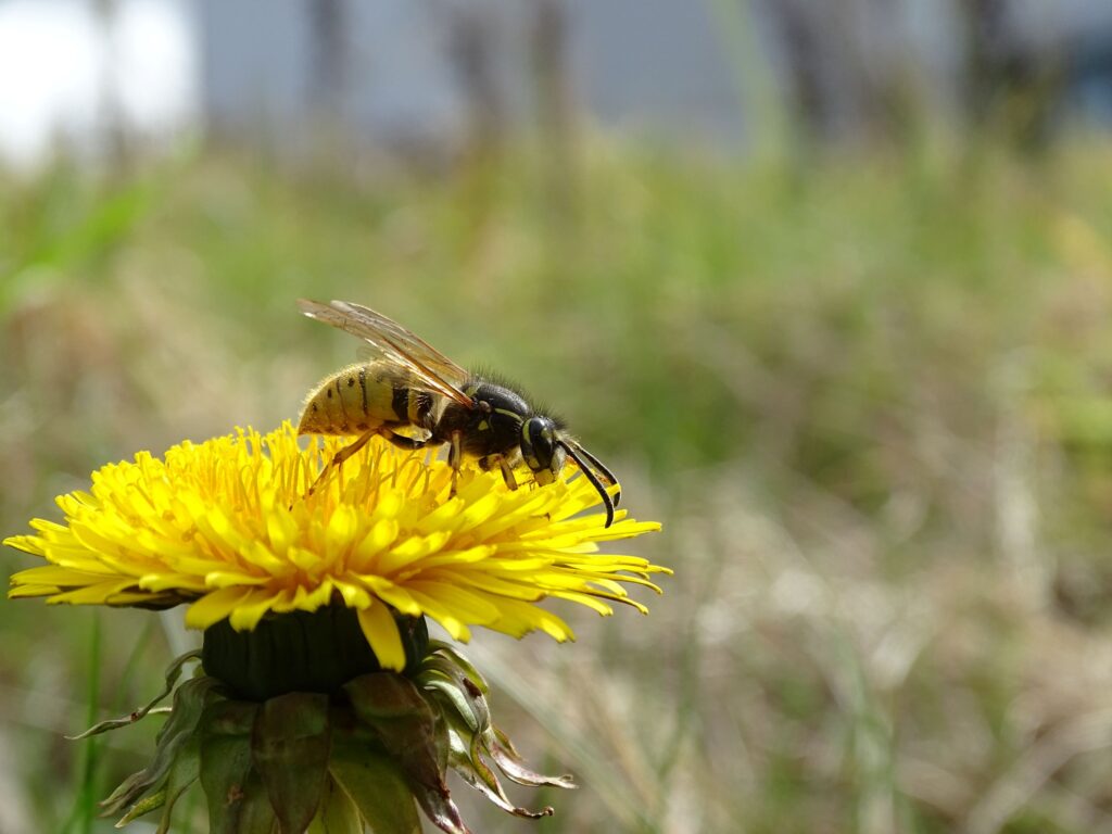 Common Wasp Queen on a Dandelion