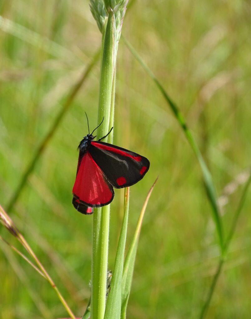 Cinnabar moth on some grass