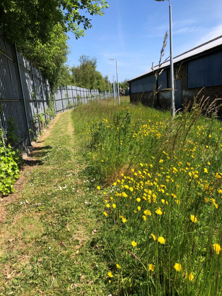 No Mow May area of longer grass next to mown path