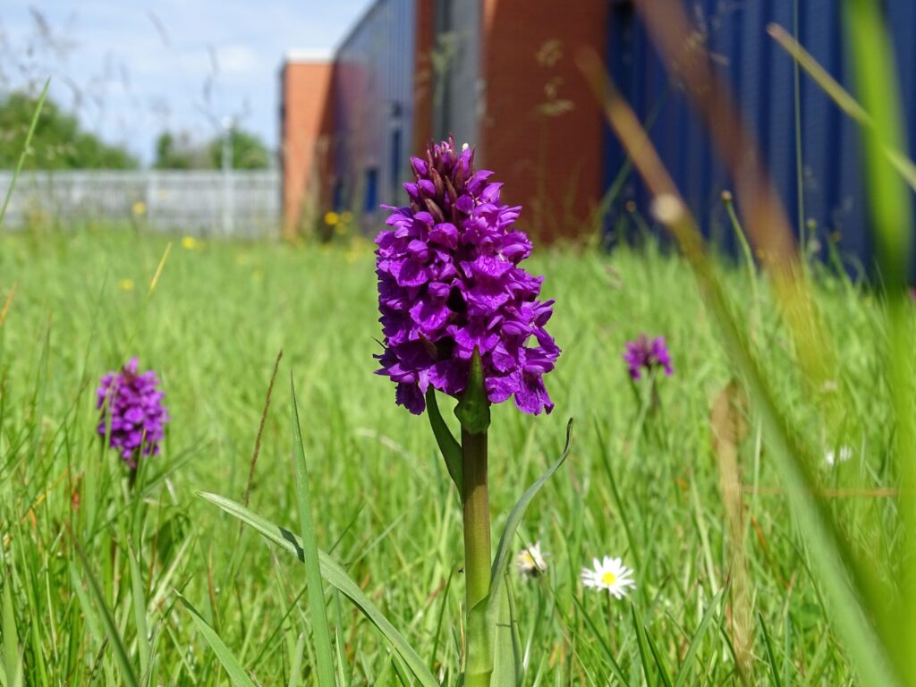Northern March Orchid