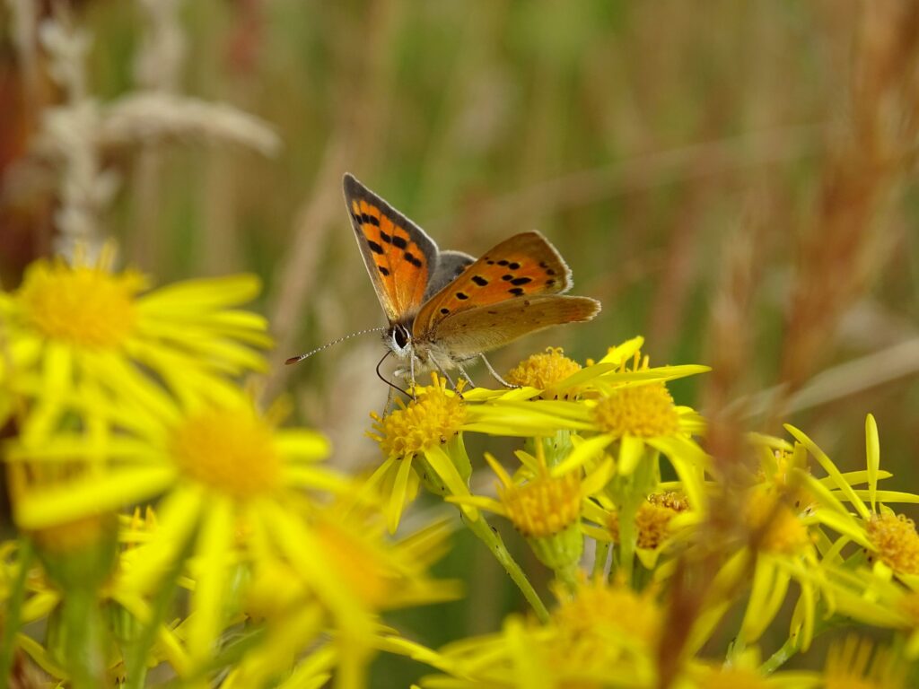 Small Copper Butterfly on wildflowers