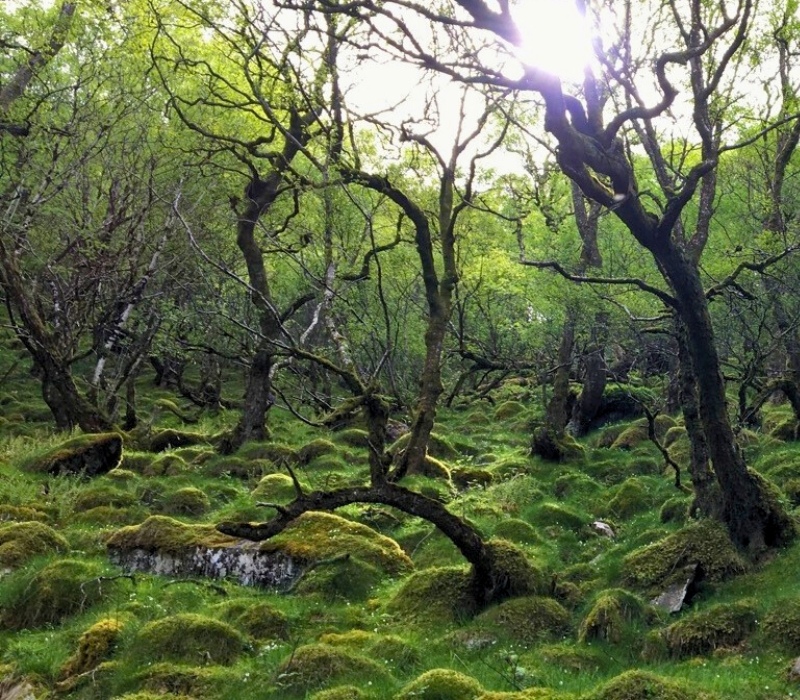 Moss covers the ground and glows bright green in the sunlight. Trees can be seen in the foreground stretching into the distance in a beautiful temperate rainforest.