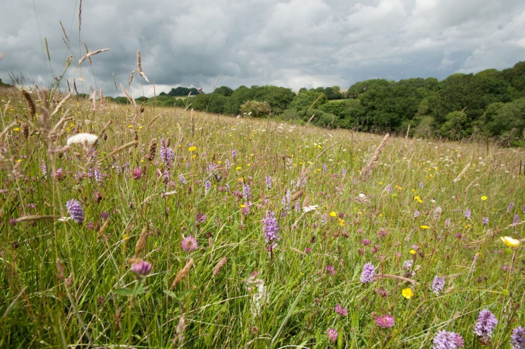 A beautiful meadow filled with a variety of blooming wildflowers. Little blossoms of colour can be seen stretching into the distance amongst long grass.