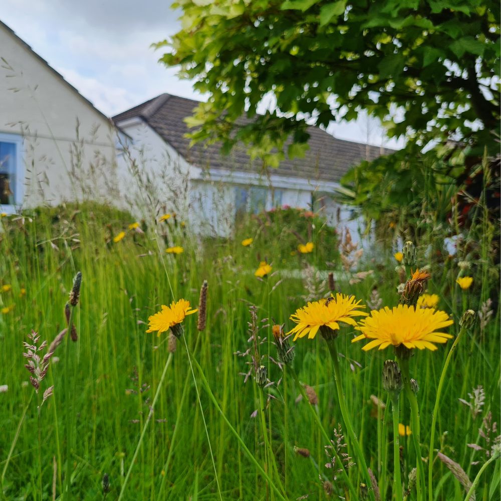 Photograph shows a lawn with longer grasses and wildflowers through the No Mow Movement. There is one tree at the ride side of the lawn and 2 houses in the background.