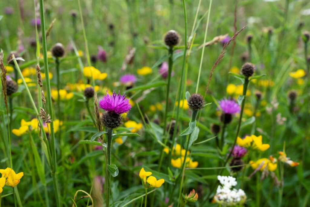A meadow close up, featuring beautiful bright wildflowers in purple and yellow