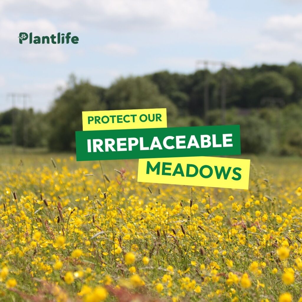 The slogan 'Protect our Irreplaceable Meadows' is written over the top of a photograph of a beautiful meadow filled with bright yellow flowers. In the horizon there is a tree line