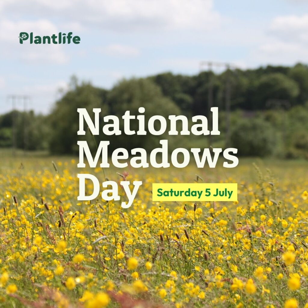 The slogan 'National Meadows Day' is written over the top of a photograph of a beautiful meadow, filled with yellow wildflowers
