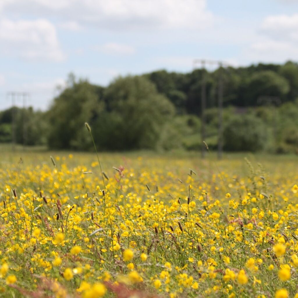 A beautiful meadow filled with yellow wildflowers stretching into the distance
