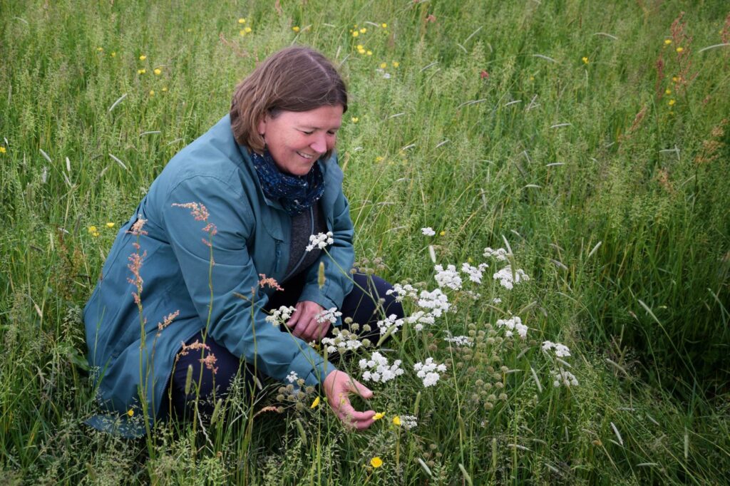 MP Ellie Chowns crouches down in a meadow surrounded by long grass. Ellie's hand reaches forwards to a Narrow-leaved Water-dropwort with pretty white umbel flowers