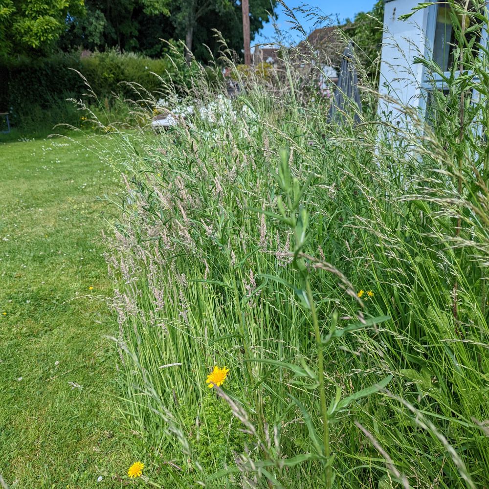 Photograph shows a No Mow Movement lawn with different length grasses. On the left there is a shorter mown section of the lawn, while on the right there are long tussocks of grasses and tall wildflowers.