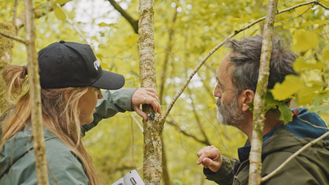 Two people translocating a lichen on a branch