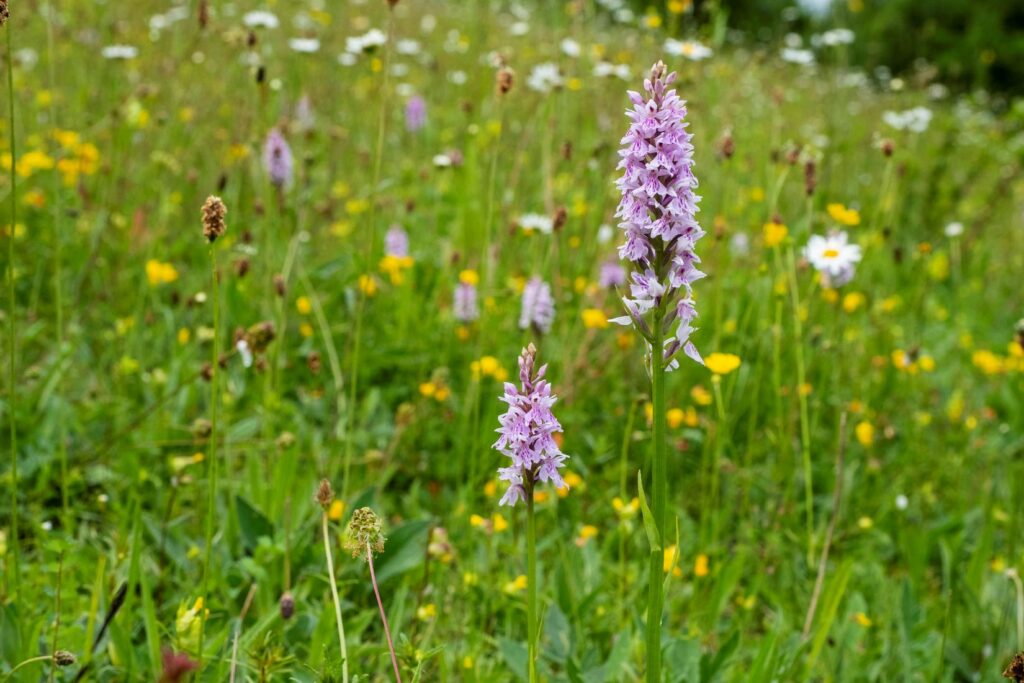 The photo looks out at a wildflower meadow - two beautiful orchids can be seen in the forefront, with a couple more dotted in the background. Other wildflowers of multiple colours dot the meadow into the distance