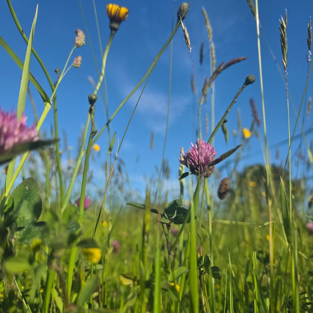 Photograph shows taller wildflowers growing in a hay meadow