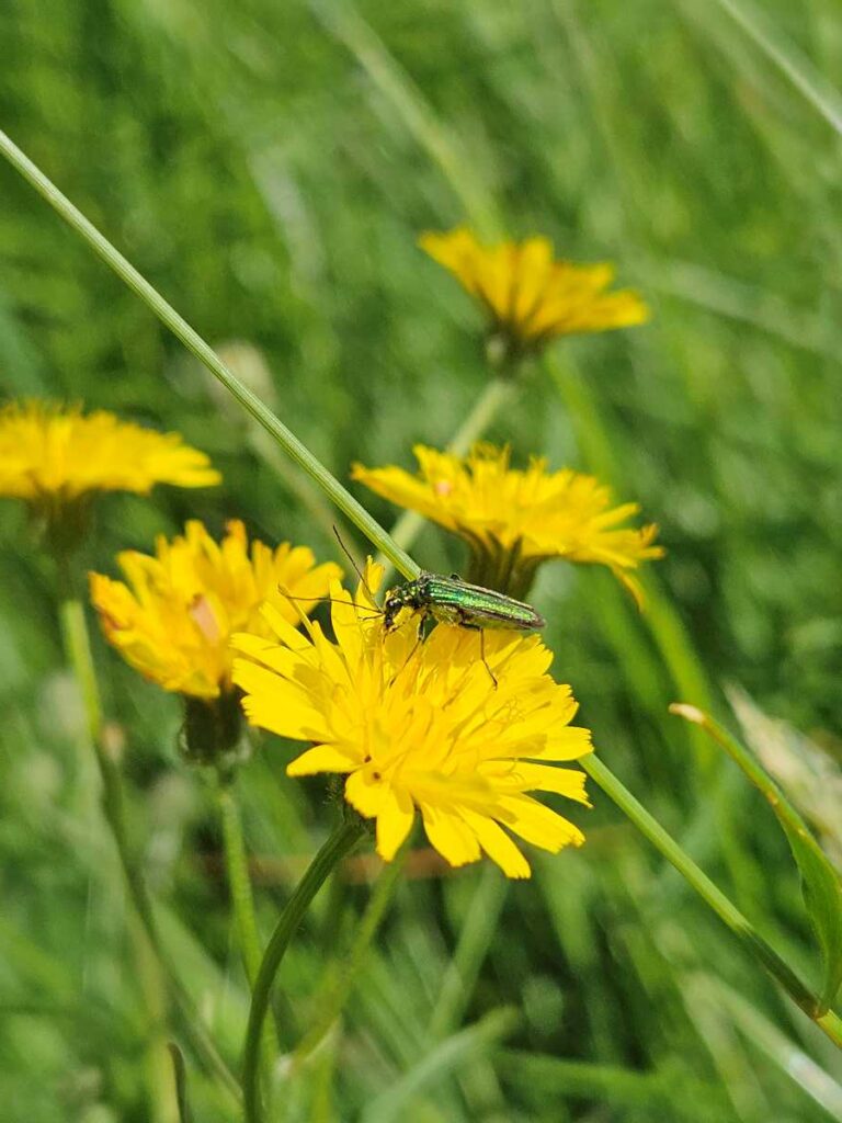 A close up of a pretty yellow flower against a background of blurred grass.There are five main flower heads in the shot and on the one closest to the camera is a bright green insects shining in the sun.