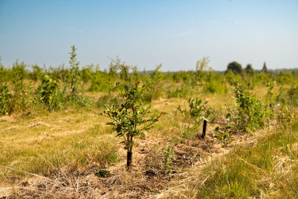 Photograph shows an area of land with newly planted young trees stretching into the distance