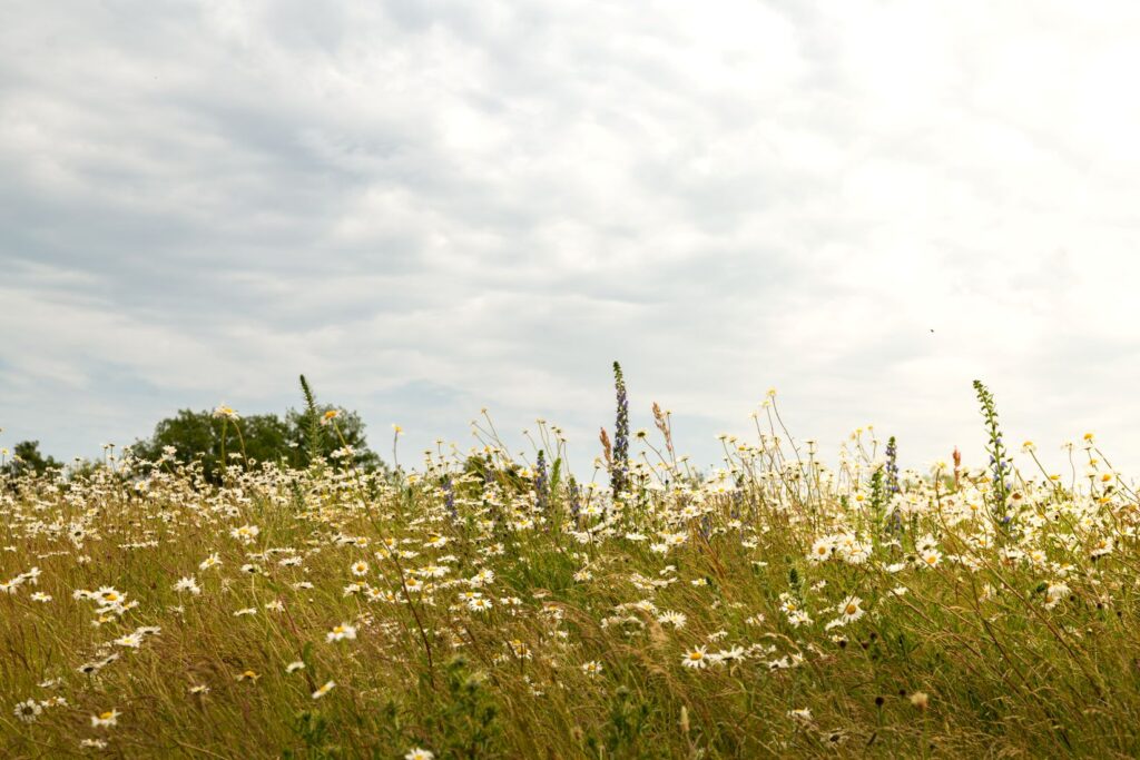 A biodiverse meadow is photographed with a variety of different wildflowers and plants visible
