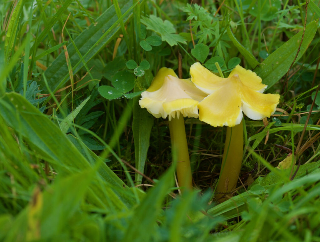 Citrine Waxcap, Hygrocybe citrinovirens