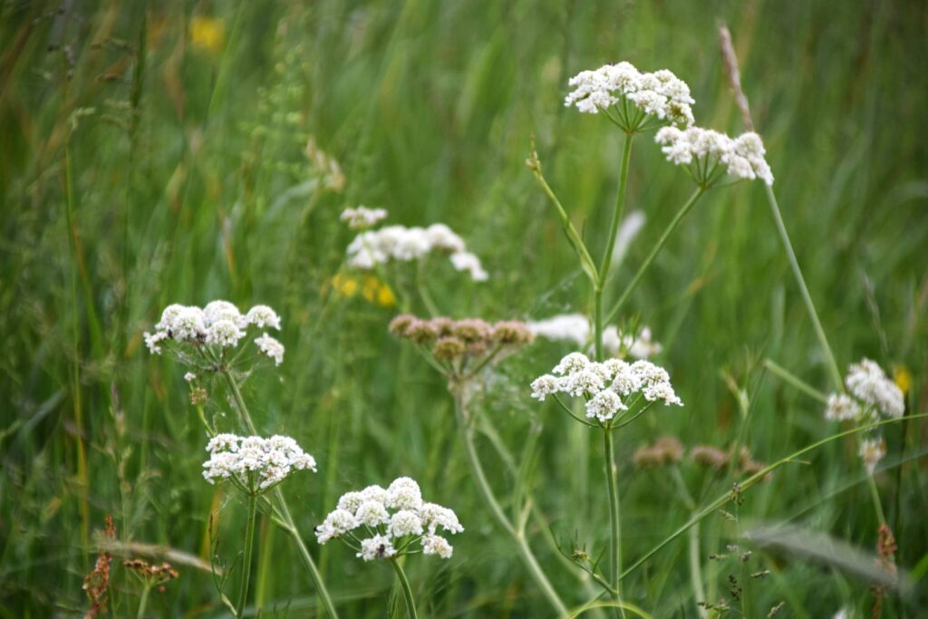 A close up of the top of a Narrow-leaved Water-dropwort flower head, the pretty white petals stand out against a background of grasses