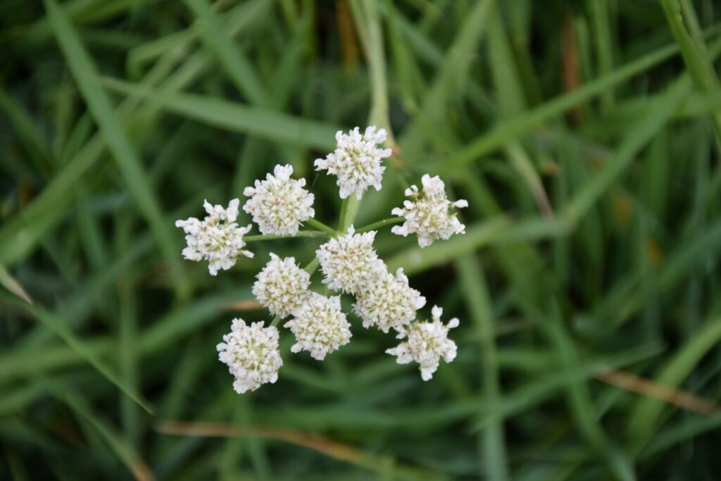 A close up of the top of a Narrow-leaved Water-dropwort flower head, the pretty white petals stand out against a background of grasses