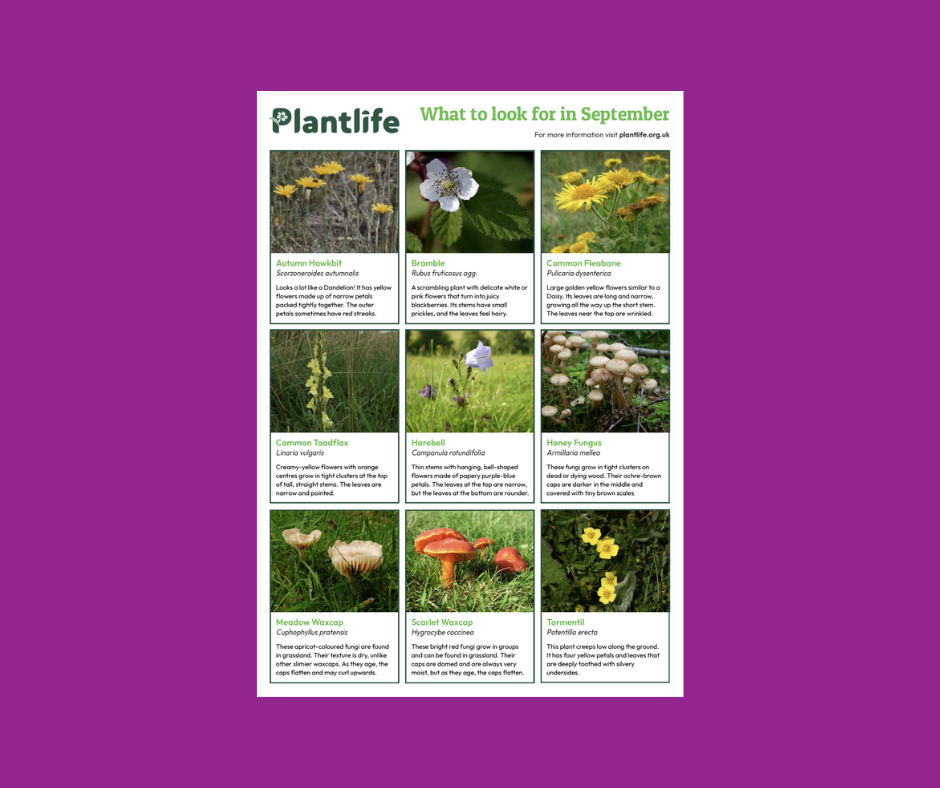 September spotter sheet on a purple background