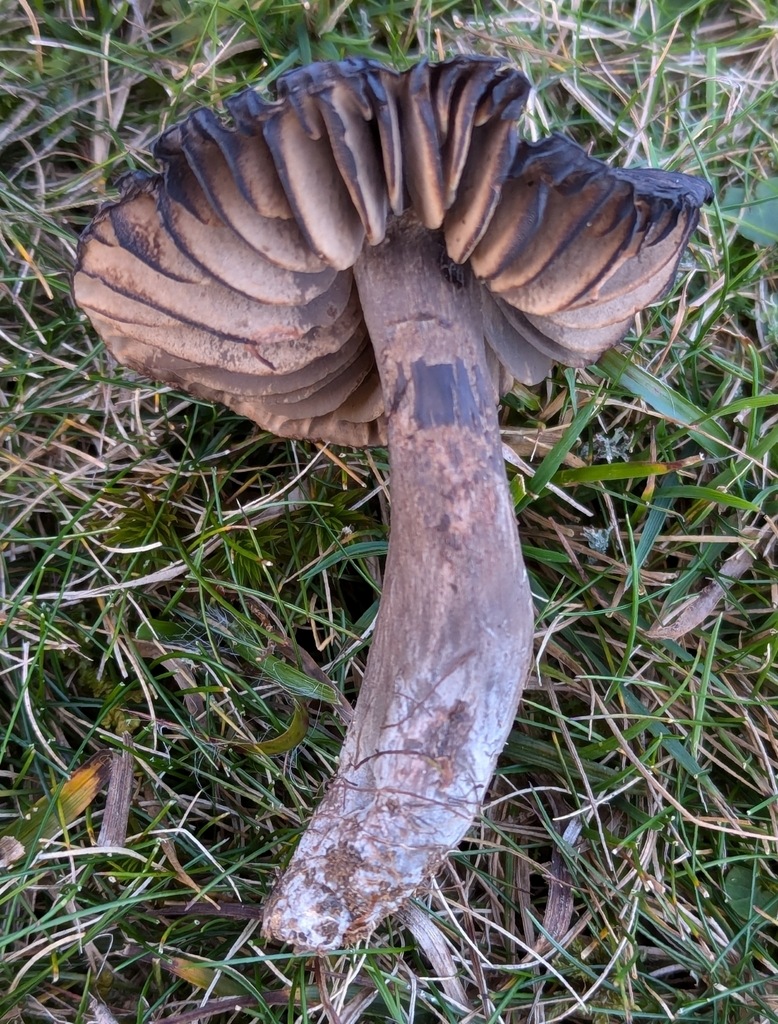 A close-up of a Blushing Waxcap showing the pink gills underneath with the edge of the cap and the stipe.