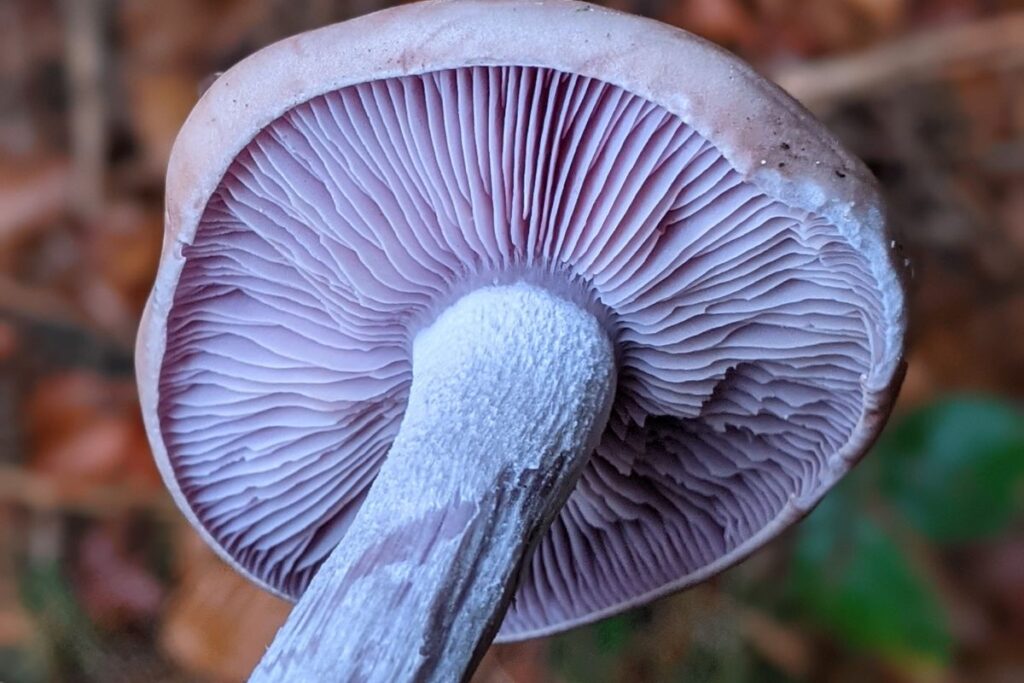 A close up of the underside of a Wood Blewit Cap. You can see the purple gills, edge of the cap and part of the stem, against a leaf covered forest floor.
