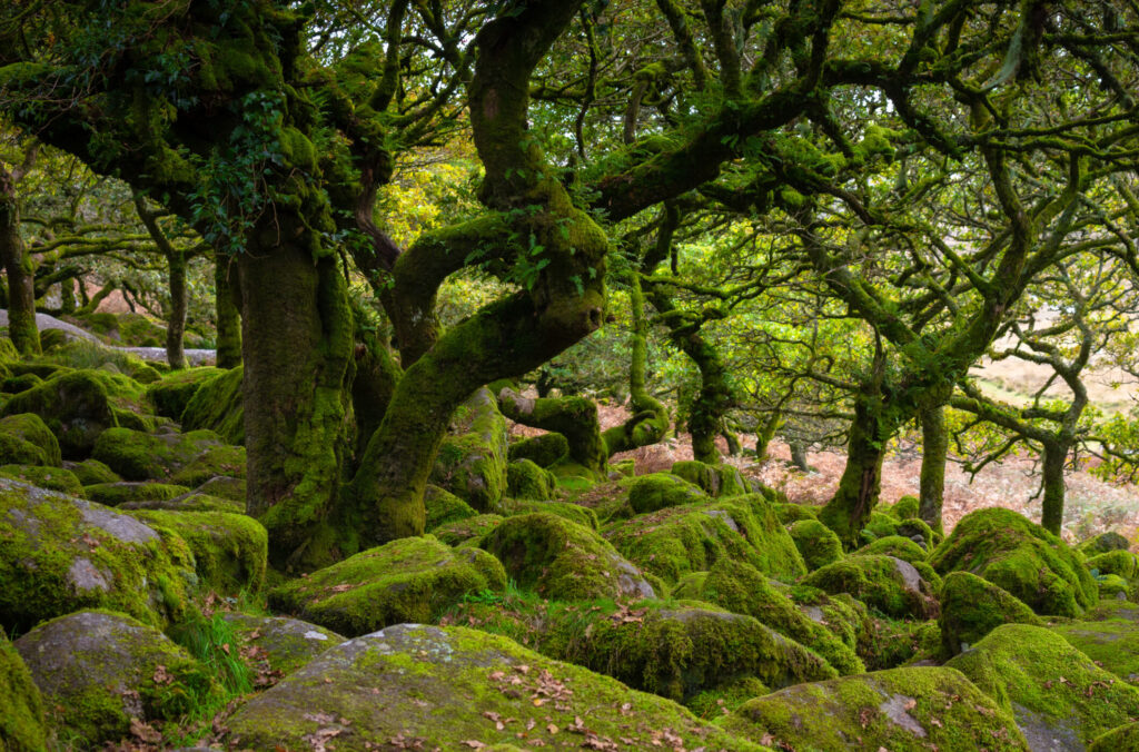 Temperate Rainforest on Dartmoor