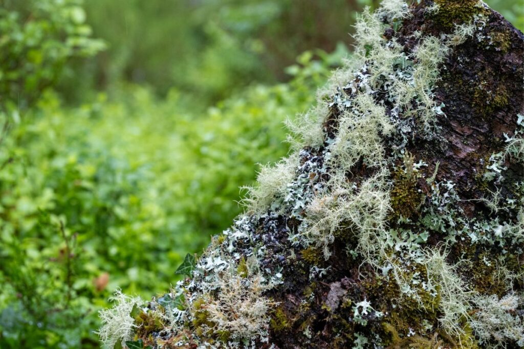 A tree with lichen on