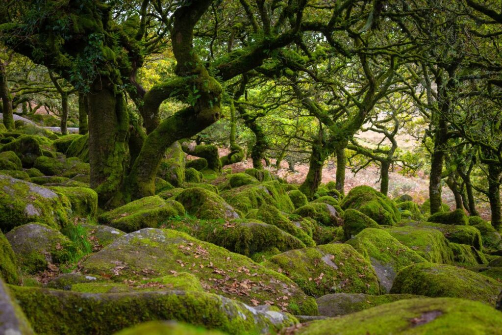 A temperate rainforest with tree and moss-covered rocks