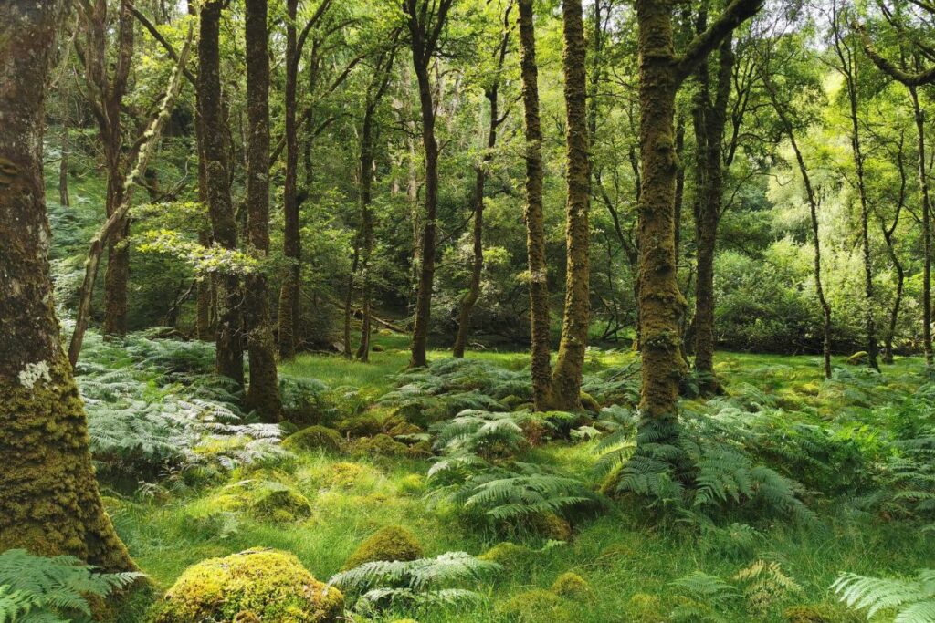 A temperate rainforest