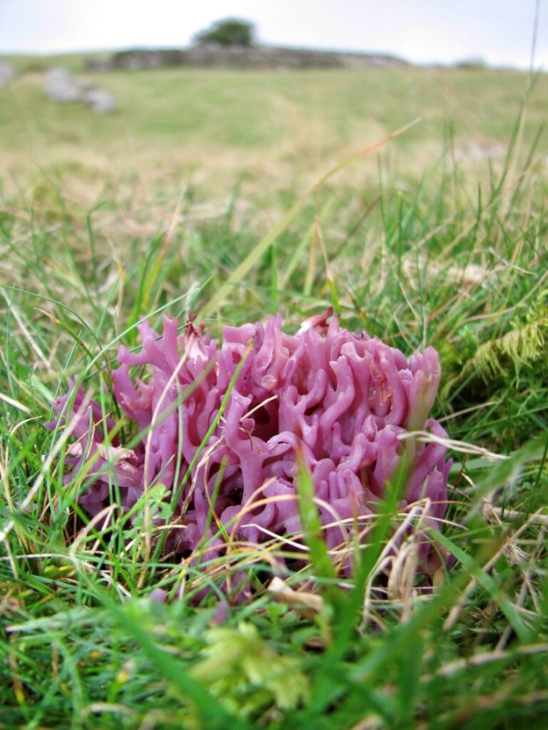 Violet Coral Fungus