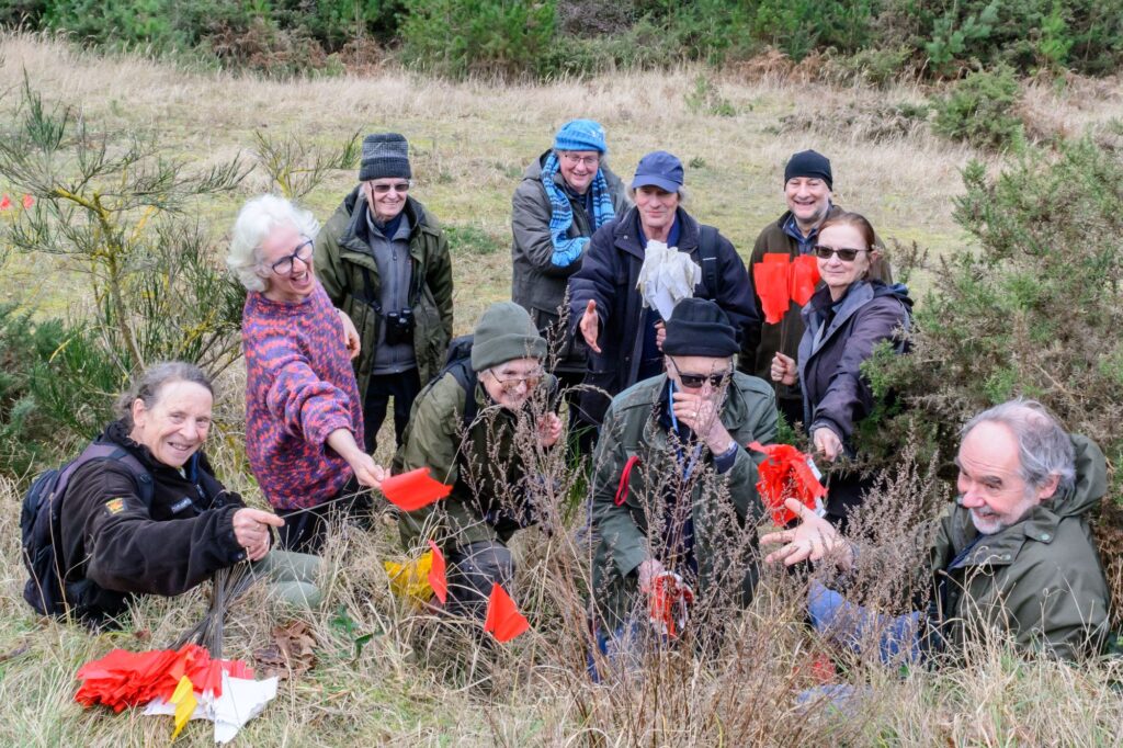 People planting Field Wormwood