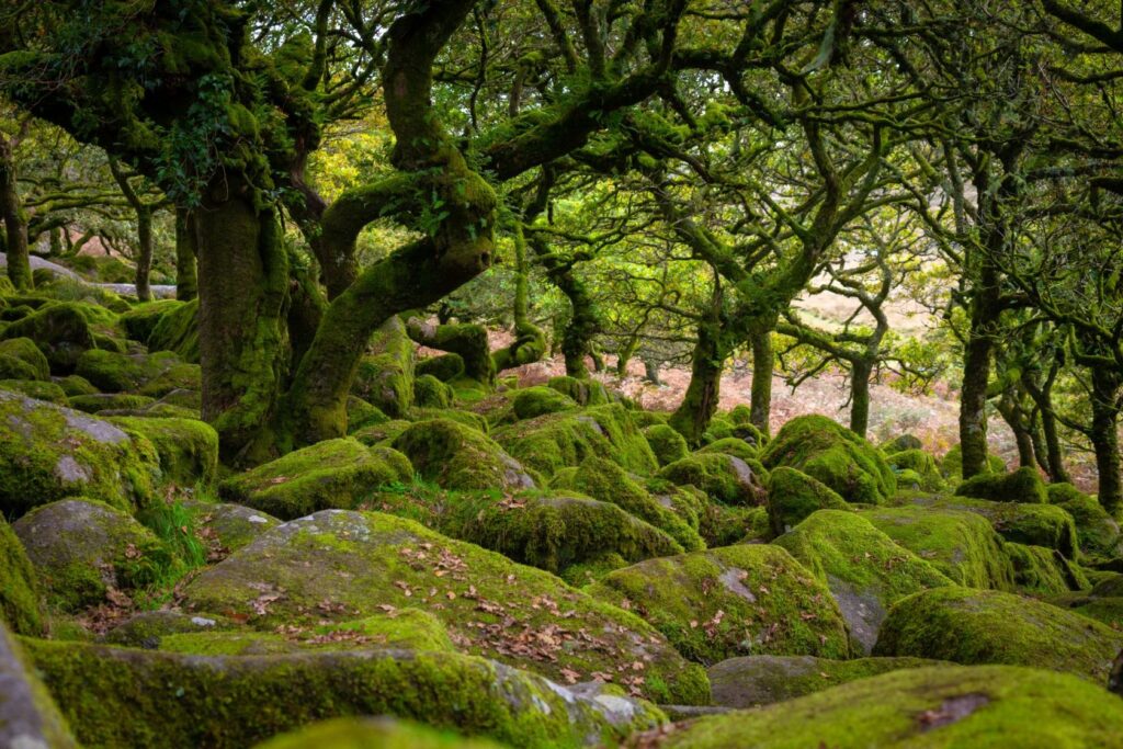 Rainforest in Dartmoor National Park