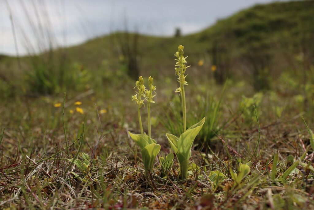 Fen Orchid