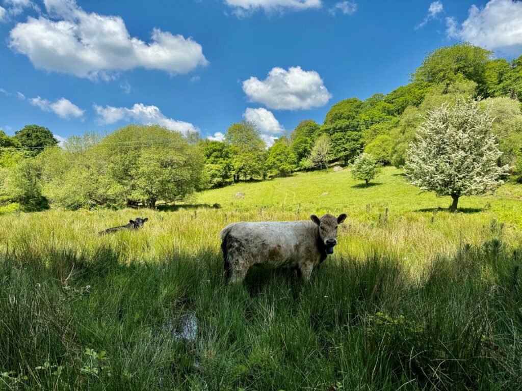 Photograph shows a light beige coloured cow standing in long grass in front of wood pasture