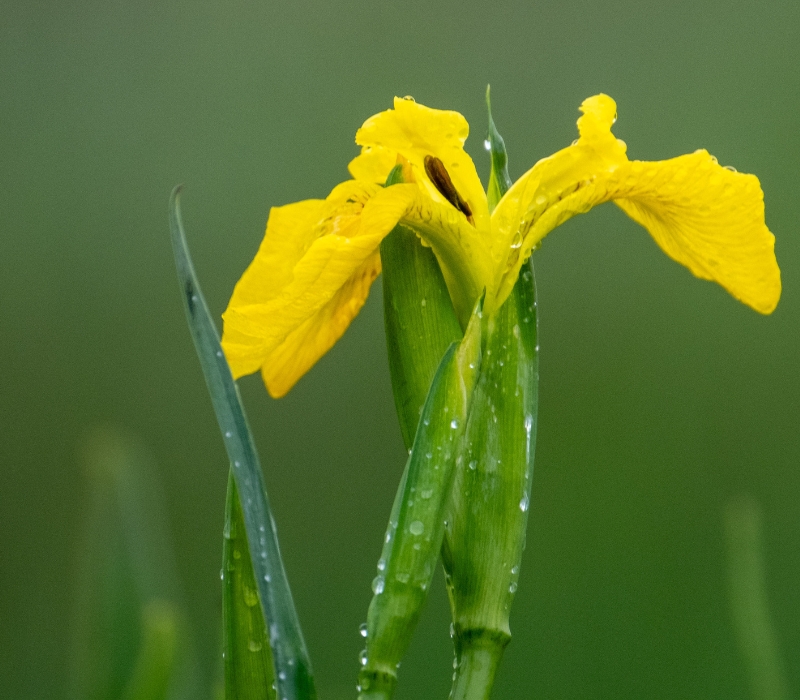A close up of a pretty yellow flower on a faded out green background