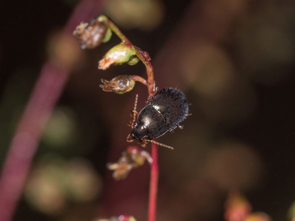 Wormwood Moonshiner Amara fusca