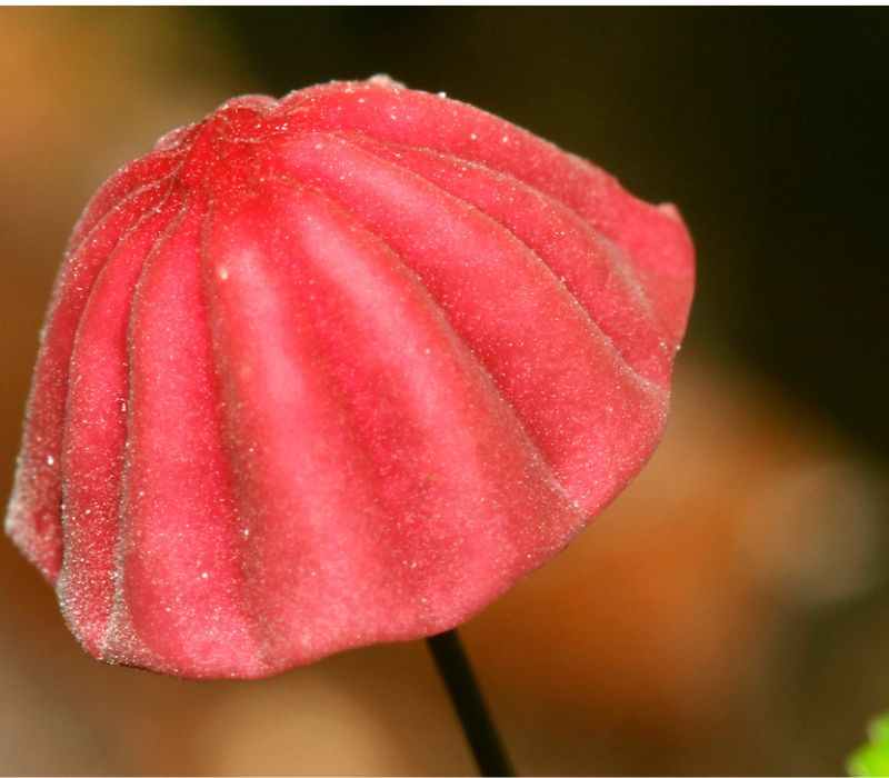 Pink parasol like fungi with a black thin stipe
