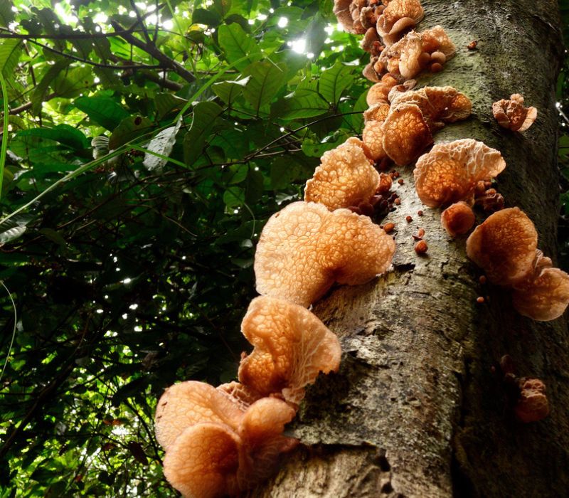 Fungi on a tree