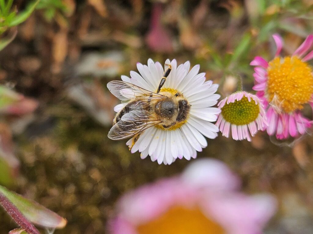 A bee takes pollen from a Daisy
