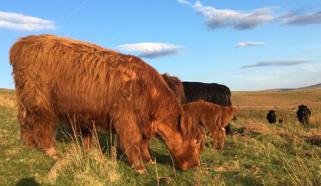 Close up of hardy beef cattle grazing a mountain common in south Wales