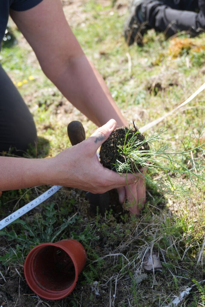 A person holding a plant before putting it into the ground