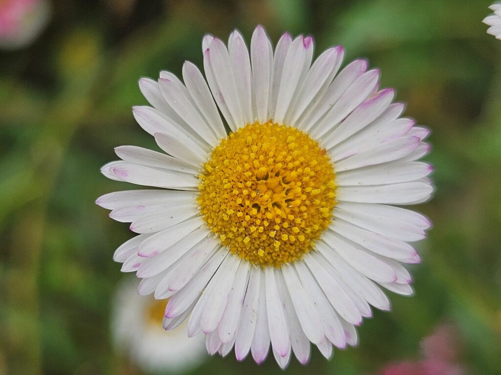 A close up of a pretty Daisy - the edges of the white petals are tinged slightly pink. The flower is close to the camera, with a blurred background of grass