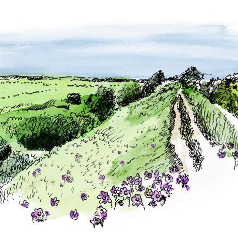 Illustration that shows purple Pasqueflowers growing over Devil's Dyke. Legend has it that these deep-purple flowers with golden firework centres bloom on the graves of fallen Viking warriors, rising from their blood. This captivating tale likely came from Pasqueflowers close association with ancient earthworks, such as Devil’s Dyke in Cambridgeshire, which may have been where many historical battles took place.