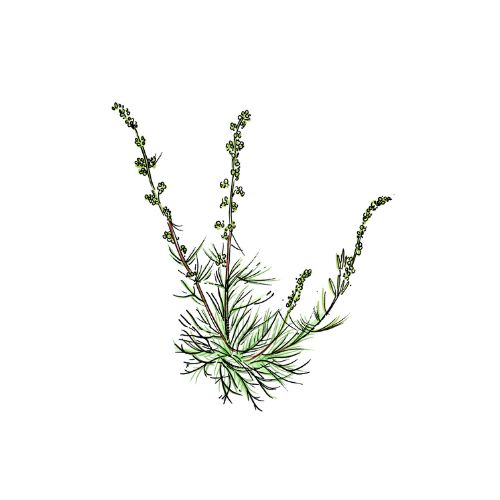 Illustration shows the Field Wormwood plant. It has a mass of leaves at the bottom with three stalks reaching upwards.