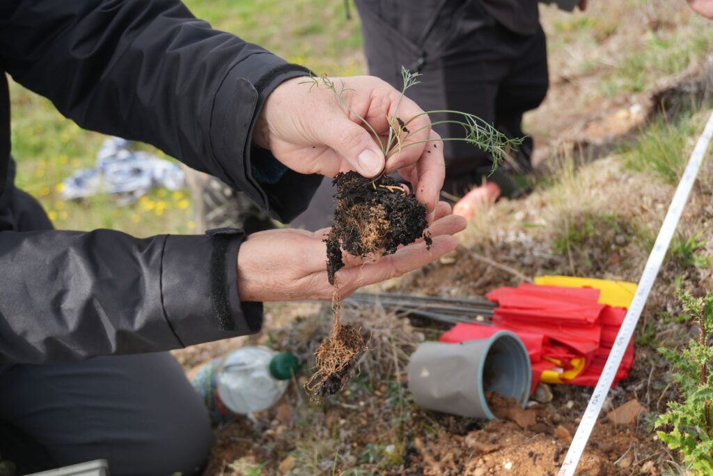 Field Wormwood plant before being planted in the ground