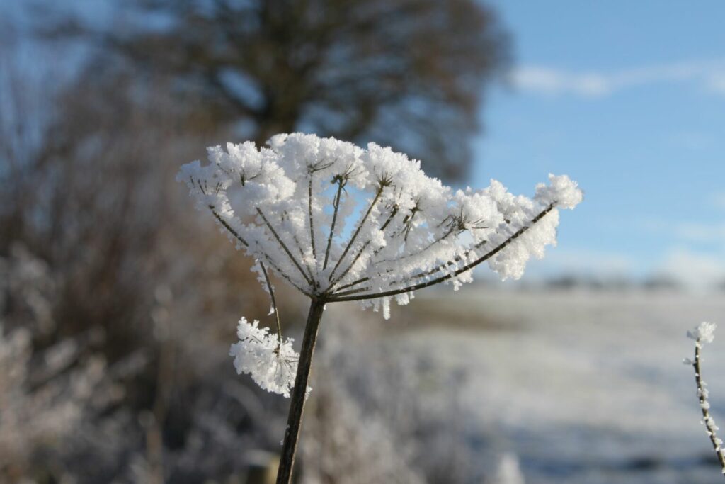 A close up of a flowers old seed head in winter, covered in a layer of snow - there are distant trees and blue skies in the background.