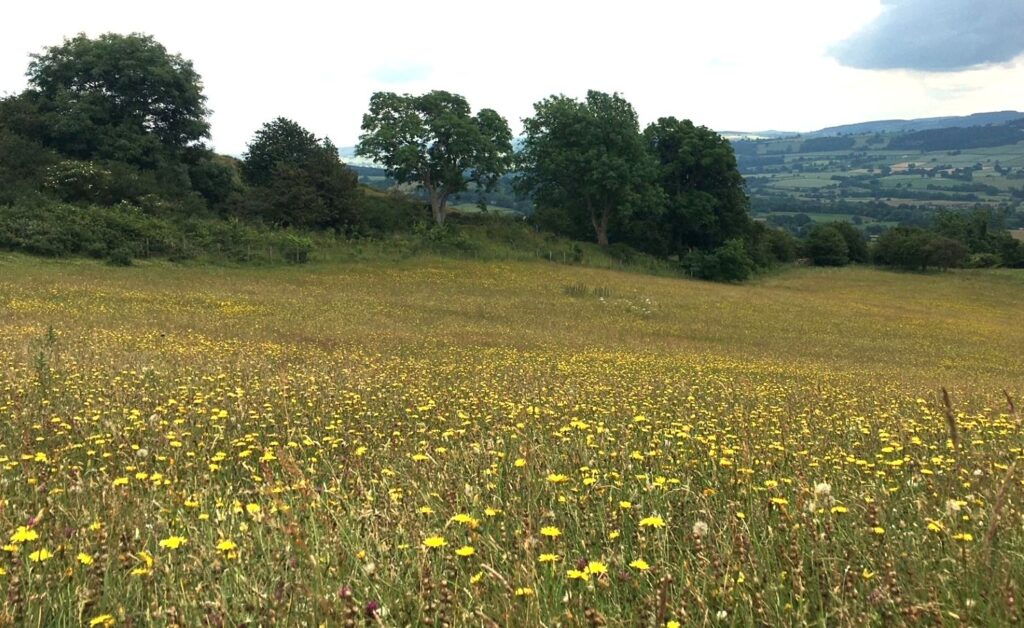 Field full of yellow flowers and various other species with a bank of trees the background in mid Wales